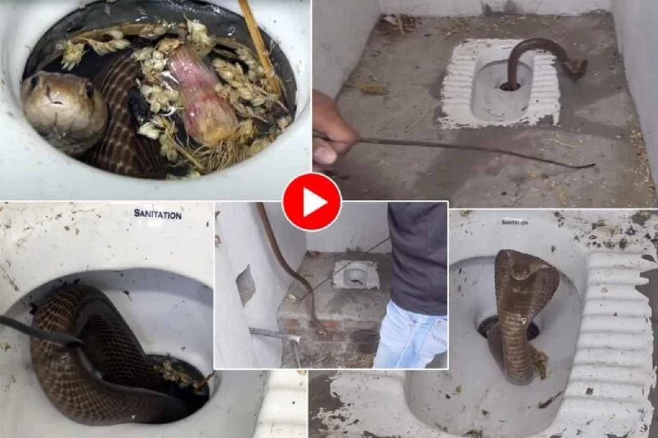 Viral Video: अचानक टॉयलेट सीट से निकल आया किंग कोबरा, हुआ कुछ ऐसा जिसे सुनकर उड़ जाएंगे आपके होश