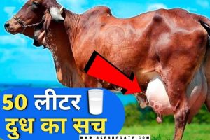Gir cow milk 50 liters: गाय की इस खास नस्ल से होंगी पशुपालको की अंधाधुन्द कमाई, ये गाय देती है एक दिन में 80 लीटर दूध